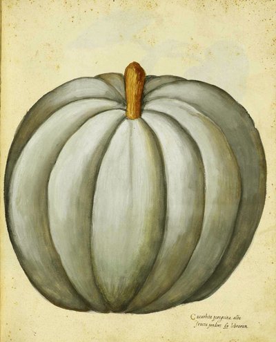 White Squash od Ulisse Aldrovandi od Italian School