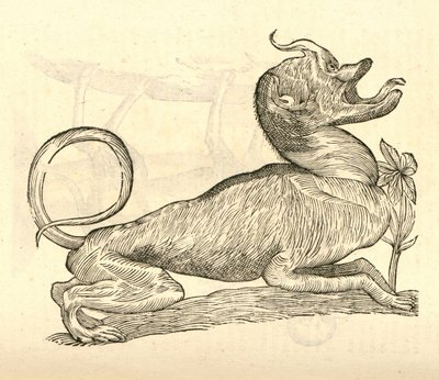 ilustrace Canis monstroso capite z Aldrovandis History of Monsters, 1642 od Italian School