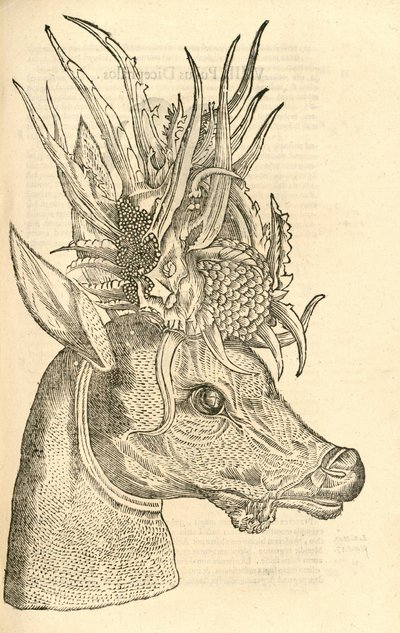 ilustrace Capreolus Polyceros z Aldrovandis History of Monsters, 1642 od Italian School