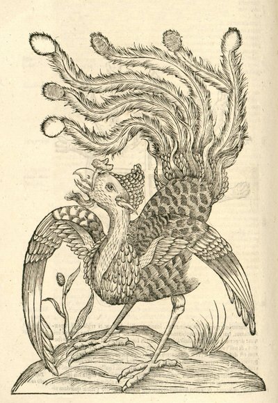ilustrace Gallus Indicus auritus tridactylus z Aldrovandis History of Monsters , 1642 od Italian School