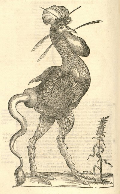 ilustrace Gallus monstrosus z Aldrovandis History of Monsters, 1642 od Italian School