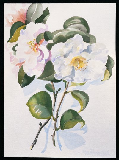 Camelia, 1998 (wc na papíře) od Izabella Godlewska de Aranda