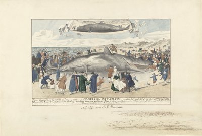 Vorvaň uvízl v Egmond aan Zee, 1764 Jen severně od Egmond op Zee, Cagelot nebo Potwhale. uvízl zaživa 15. února: 1764. (název na objektu) od J.A. Visser