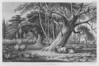 Banyan, Boabob atd. (barevné rytí) od J. (after) Stewart