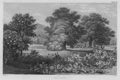 Ovocné stromy (barevné rytí) od J. (after) Stewart