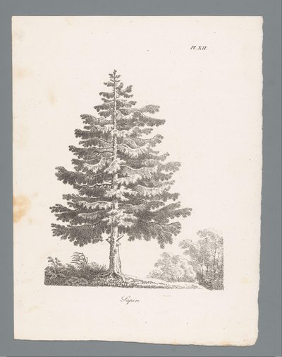 jedle stříbrná Sapin (název na objektu) Studie stromů (název série) Etudes d
