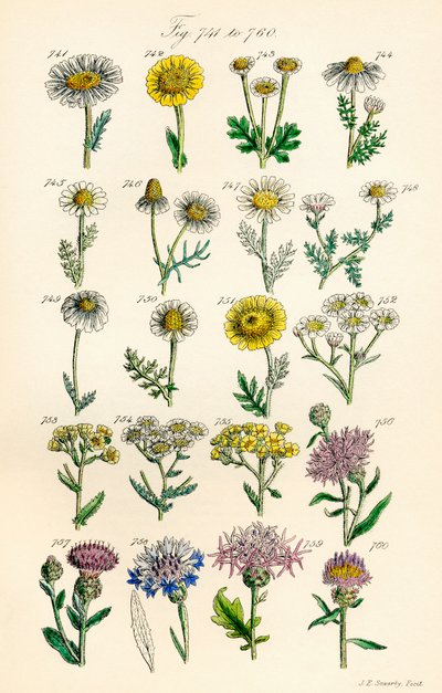 Stránka barevných ilustrací z British Wild Flowers podle díla J. E. Sowerbyho a C. P. Johnsona od J. E. and Johnson C. P.  Sowerby