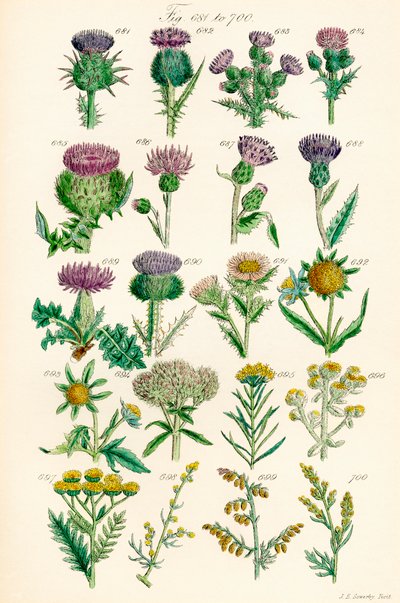 Stránka barevných ilustrací z British Wild Flowers podle díla J. E. Sowerbyho a C. P. Johnsona od J. E. and Johnson C. P.  Sowerby
