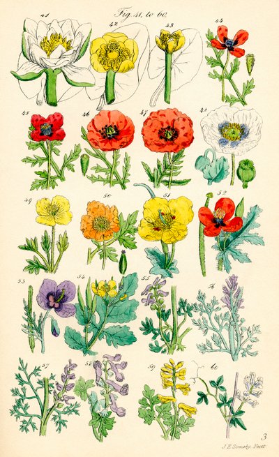 Stránka barevných ilustrací z British Wild Flowers podle díla J. E. Sowerbyho a C. P. Johnsona od J. E. and Johnson C. P.  Sowerby