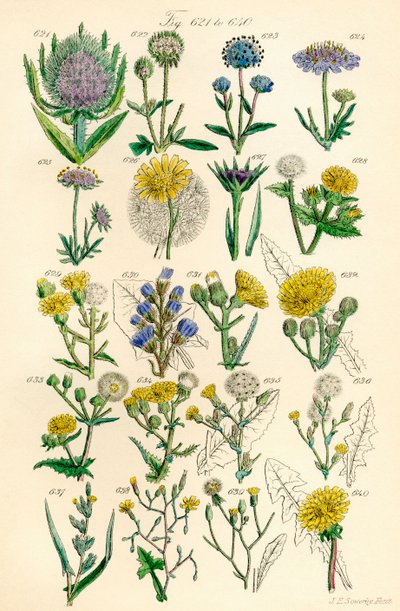 Stránka barevných ilustrací z British Wild Flowers podle díla J. E. Sowerbyho a C. P. Johnsona od J. E. and Johnson C. P.  Sowerby