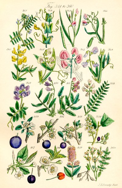 Stránka barevných ilustrací z British Wild Flowers podle díla J. E. Sowerbyho a C. P. Johnsona od J. E. and Johnson C. P.  Sowerby