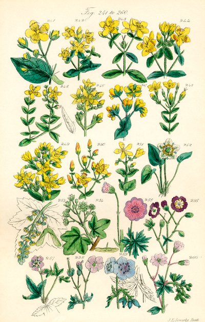Stránka barevných ilustrací z British Wild Flowers podle díla J. E. Sowerbyho a C. P. Johnsona od J. E. and Johnson C. P.  Sowerby