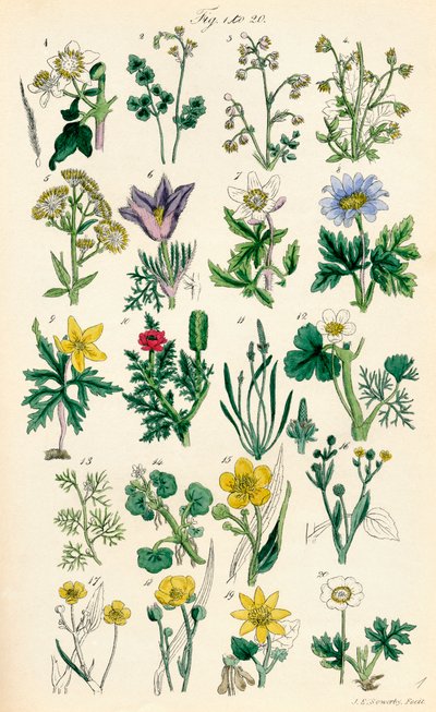 Stránka barevných ilustrací z British Wild Flowers podle díla J. E. Sowerbyho a C. P. Johnsona od J. E. and Johnson C. P.  Sowerby
