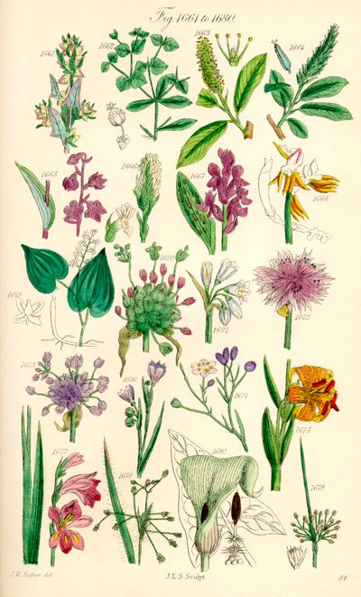 Stránka barevných ilustrací z British Wild Flowers podle díla J. E. Sowerbyho a C. P. Johnsona od J. E. and Johnson C. P.  Sowerby