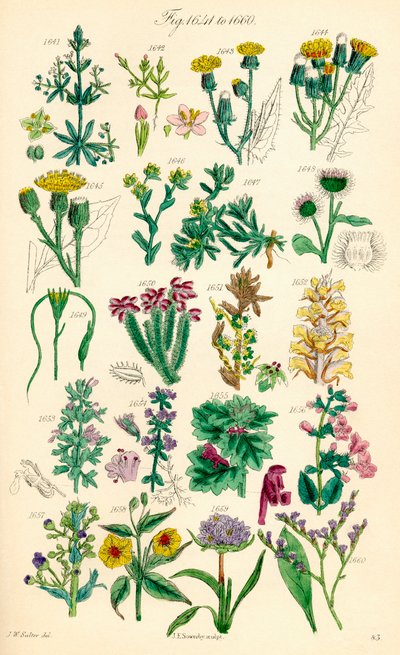 Stránka barevných ilustrací z British Wild Flowers podle díla J. E. Sowerbyho a C. P. Johnsona od J. E. and Johnson C. P.  Sowerby