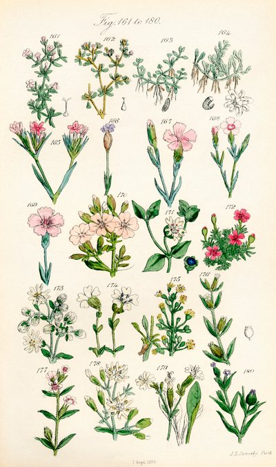 Stránka barevných ilustrací z British Wild Flowers podle díla J. E. Sowerbyho a C. P. Johnsona od J. E. and Johnson C. P.  Sowerby