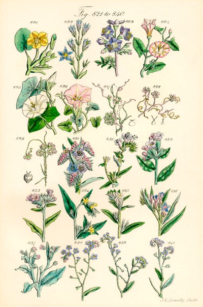 Stránka barevných ilustrací z British Wild Flowers podle díla J. E. Sowerbyho a C. P. Johnsona od J. E. and Johnson C. P.  Sowerby