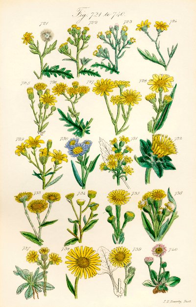 Stránka barevných ilustrací z British Wild Flowers podle díla J. E. Sowerbyho a C. P. Johnsona od J. E. and Johnson C. P.  Sowerby