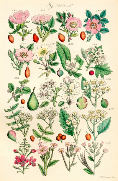 Stránka barevných ilustrací z British Wild Flowers podle díla J. E. Sowerbyho a C. P. Johnsona od J. E. and Johnson C. P.  Sowerby