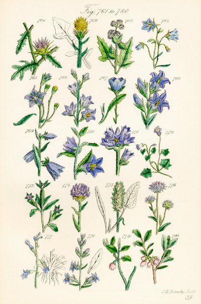 Stránka barevných ilustrací z British Wild Flowers podle díla J. E. Sowerbyho a C. P. Johnsona od J. E. and Johnson C. P.  Sowerby