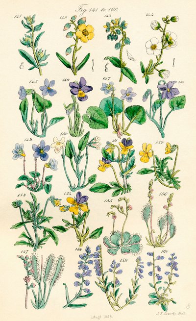 Stránka barevných ilustrací z British Wild Flowers podle díla J. E. Sowerbyho a C. P. Johnsona od J. E. and Johnson C. P.  Sowerby