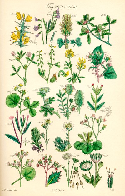 Stránka barevných ilustrací z British Wild Flowers podle díla J. E. Sowerbyho a C. P. Johnsona od J. E. and Johnson C. P.  Sowerby