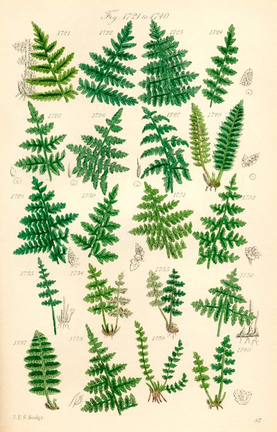 Stránka barevných ilustrací z British Wild Flowers podle díla J. E. Sowerbyho a C. P. Johnsona od J. E. and Johnson C. P.  Sowerby