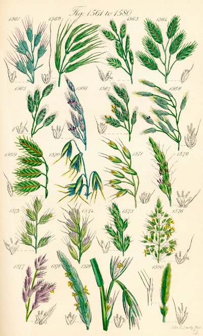 Stránka barevných ilustrací z British Wild Flowers podle díla J. E. Sowerbyho a C. P. Johnsona od J. E. and Johnson C. P.  Sowerby