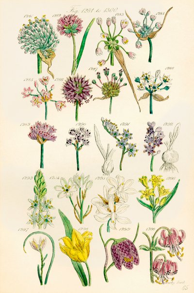 Stránka barevných ilustrací z British Wild Flowers podle díla J. E. Sowerbyho a C. P. Johnsona od J. E. and Johnson C. P.  Sowerby