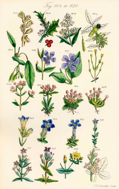 Stránka barevných ilustrací z British Wild Flowers podle díla J. E. Sowerbyho a C. P. Johnsona od J. E. and Johnson C. P.  Sowerby