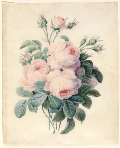 Spray of Centifolia Roses (wc nad grafitovou konturou na pergamenu) od J. Herzog