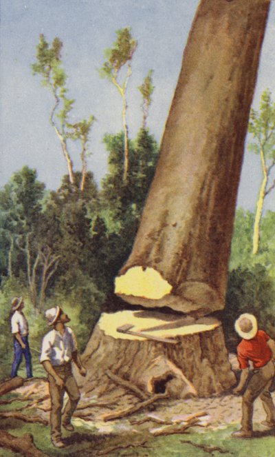 Kácení borovice kauri (barva litho) od J. Macfarlane