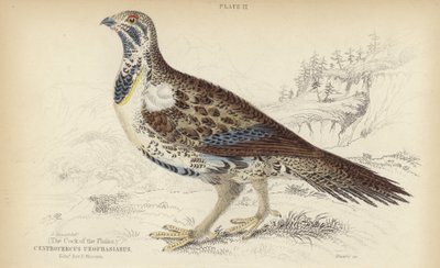 Centrocercus Urophasianus od J. Stewart