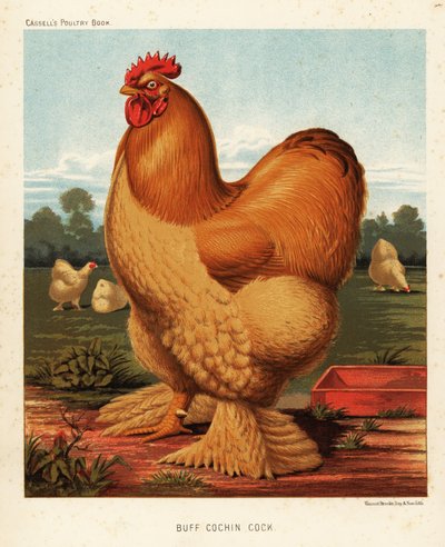 Buff cochin kohout od J. W. (after) Ludlow