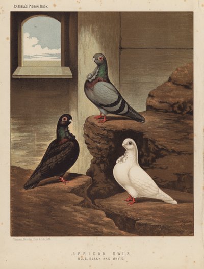 Holubi: Africké sovy, modré, černé a bílé (barva lito) od J. W. (after) Ludlow