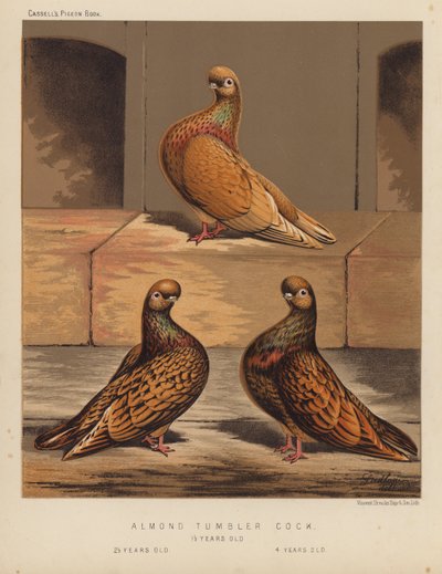 Holubi: Almond Tumbler Cock od J. W. (after) Ludlow