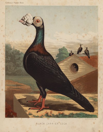 Holubi: Black Carrier Cock (barva lito) od J. W. (after) Ludlow