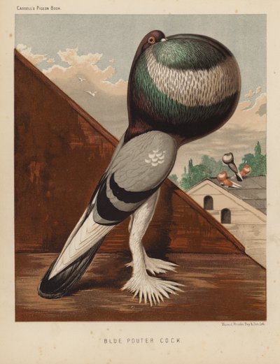 Holubi: Blue Pouter Cock (barva lito) od J. W. (after) Ludlow