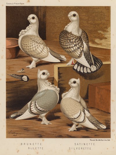 Holubi: Bruneta; Satinette; Bluette; Silverette (barva lito) od J. W. (after) Ludlow