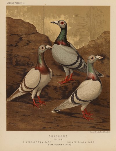 Holubi: dragouni, modří, stříbrní, hnědý pruh, stříbrný, černý pruh, Birmingham Fancy (barva lito) od J. W. (after) Ludlow