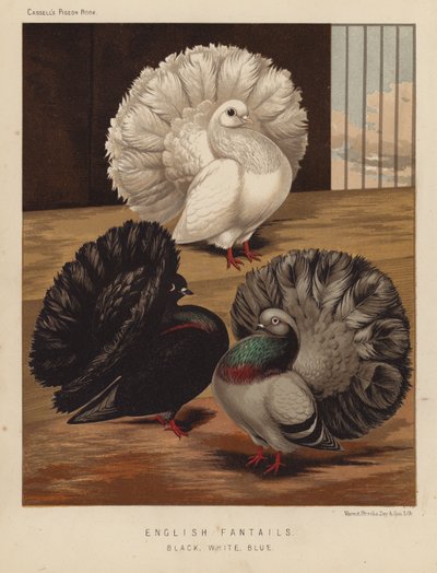Holubi: Angličtí vějířové, Černí, Bílí, Modrí (barva lito) od J. W. (after) Ludlow
