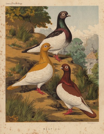 Holubi: Straky (barevné lito) od J. W. (after) Ludlow