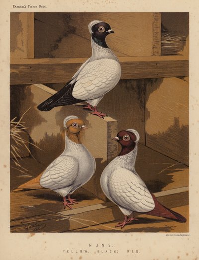 Holubi: jeptišky, žlutá, černá, červená (barva lito) od J. W. (after) Ludlow