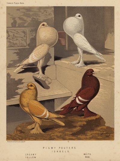Holubi: Pigmy Pouters; Isabels, krémová, bílá, žlutá, červená (barva lito) od J. W. (after) Ludlow