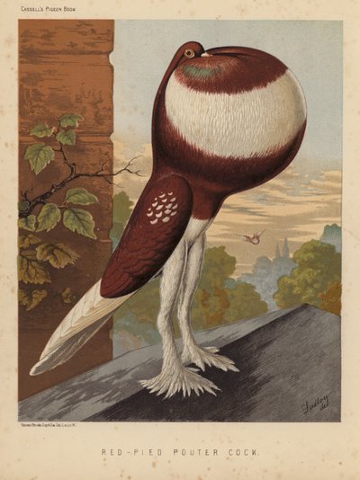Holubi: Red-Pied Pouter Cock (barva lito) od J. W. (after) Ludlow