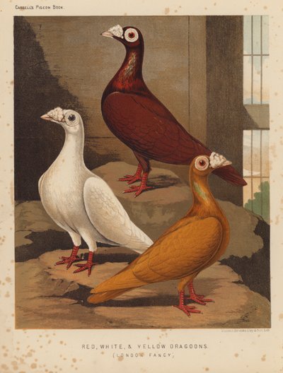 Holubi: Červení, bílí a žlutí dragouni, London Fancy (barva lito) od J. W. (after) Ludlow