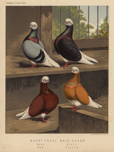 Holubi: lysohlávky krátkočelé, modrá, černá, červená, žlutá (barva lito) od J. W. (after) Ludlow