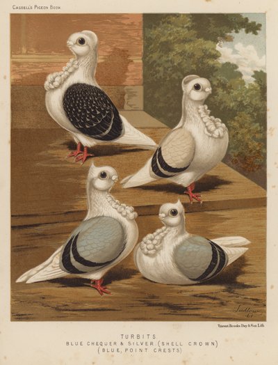 Holubi: Turbits, Blue Checker and Silver, Shell Crown, Blue, Point Crests (barva lito) od J. W. (after) Ludlow