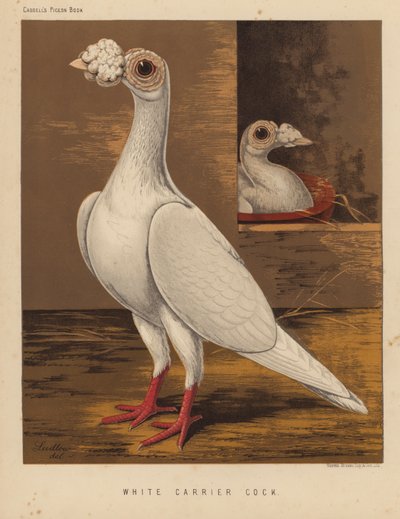 Holubi: White Carrier Cock (barva lito) od J. W. (after) Ludlow