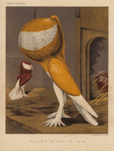 Holubi: žlutostrakatý kohoutek (barva lito) od J. W. (after) Ludlow
